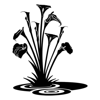 Les Arums