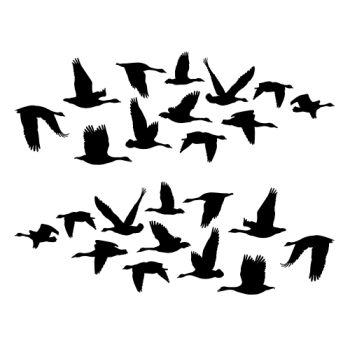 Migration d